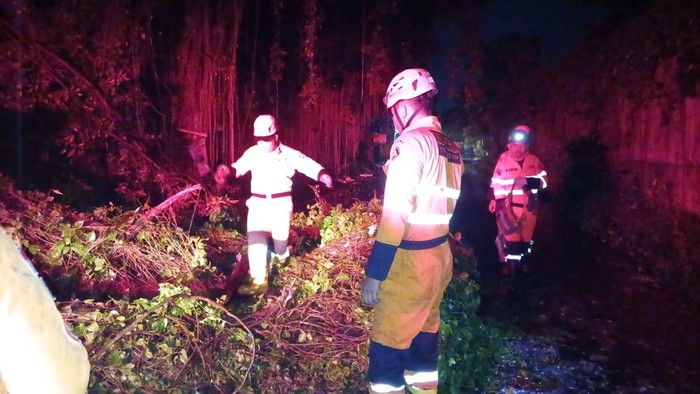 Hujan angin tumbangkan pohon di Baranangsiang, Bogor, jalan sempat tertutup!